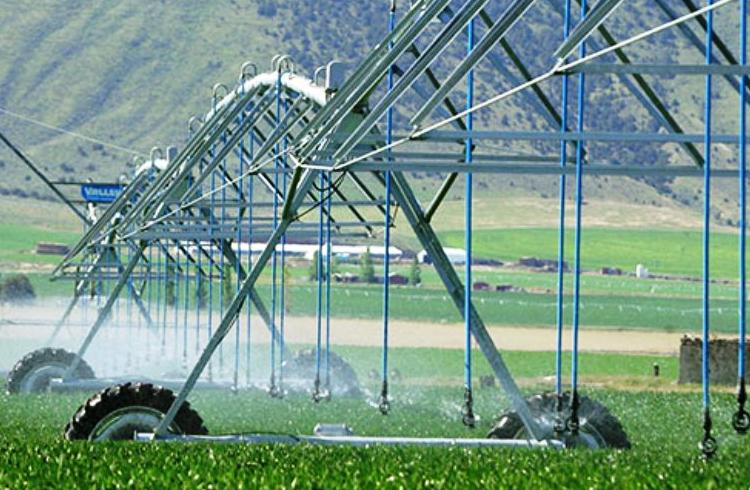 ¿Cómo se debe de tomar la alfalfa?