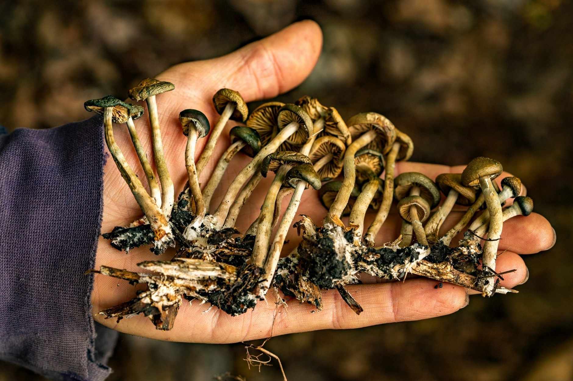  ¡Descubre qué champiñones se pueden comer! 